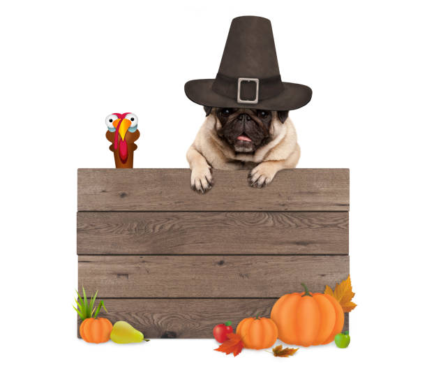 perro pug gracioso sombrero de peregrino para el día de acción de gracias, con cartel de madera en blanco y pavo - thanksgiving cheerful happiness gratitude fotografías e imágenes de stock