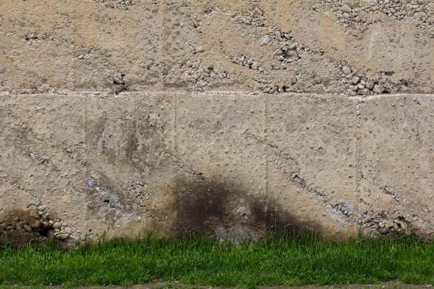 istock grass near the old concrete wall 875304618