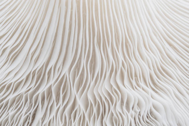 istock background macro of Sajor-caju Mushroom plants 875307596