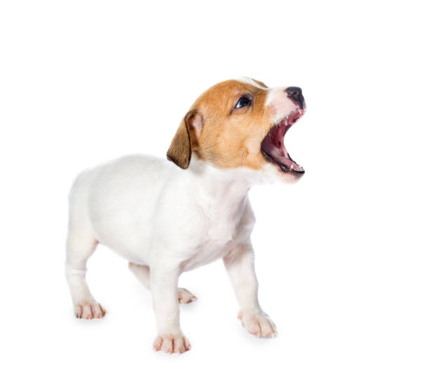Small Angry Dog Stock Photos, Pictures & Royalty-Free Images - iStock Small Angry Dog Stock Photos, Pictures & Royalty-Free Images - iStock