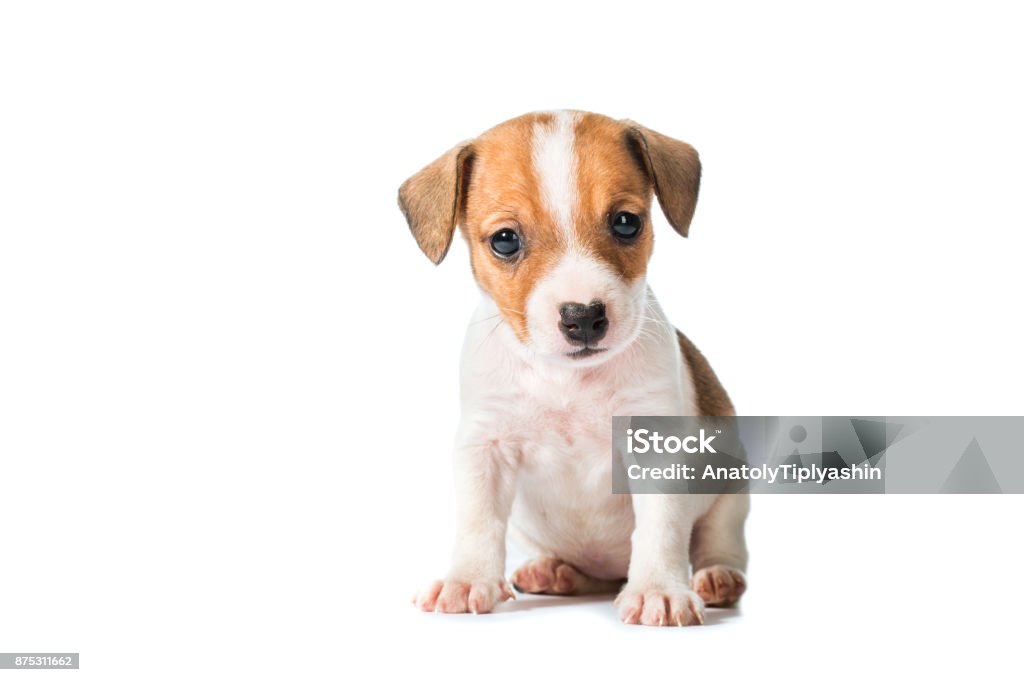 animal pet dog Jack Russell Terrier puppy isolated on white background Dog Stock Photo