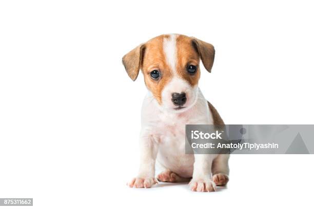 Animal Pet Dog Stock Photo - Download Image Now - Dog, Cub, Puppy