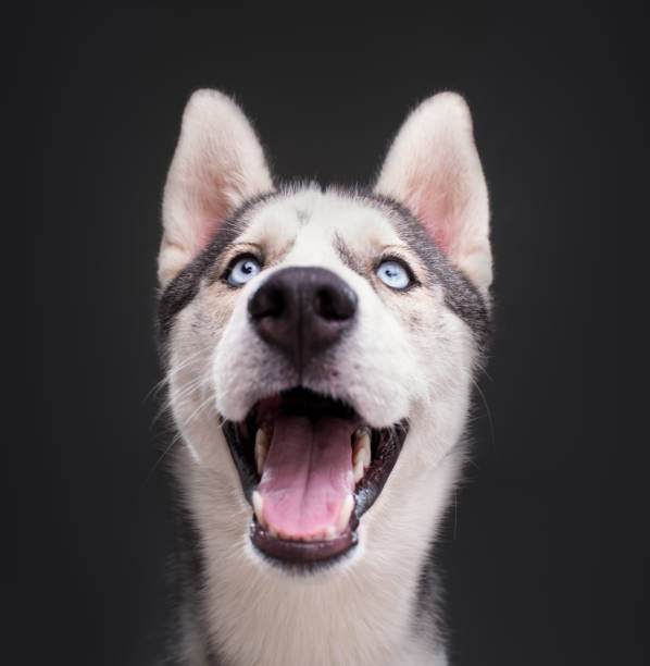istock animal pet dog 875311824