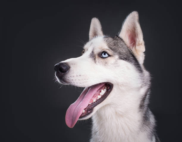istock animal pet dog 875311828