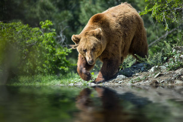 bear in the forest - alaskan salmon imagens e fotografias de stock