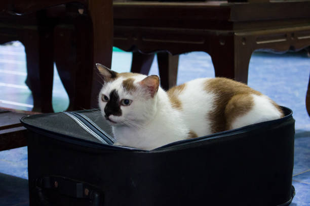 cat sitting on the baggage - domestic cat towel pets animal imagens e fotografias de stock