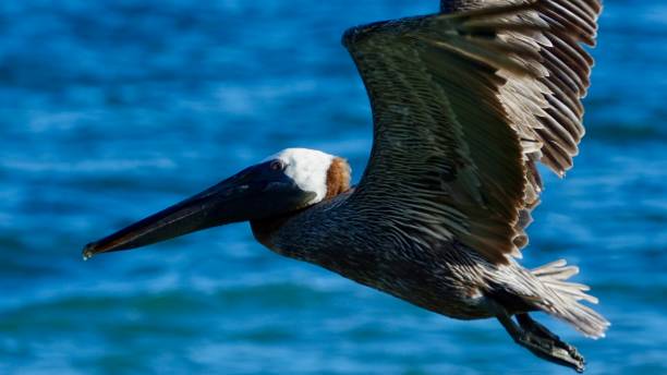 istock Pelicans, flying over water, close-up 875316460