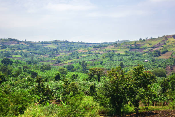 istock Uganda rural landscape, Africa 875322774