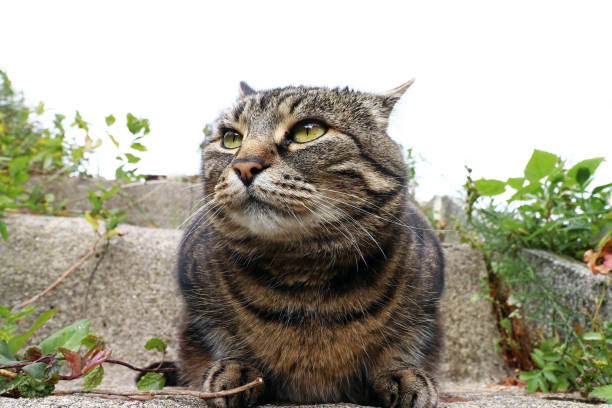 istock The look of an evil-looking cat 875322918