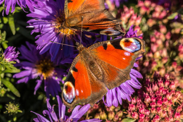 istock Butterfly on violet flowers 875324028