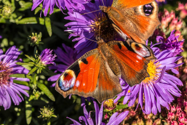 istock Butterfly on violet flowers 875324036