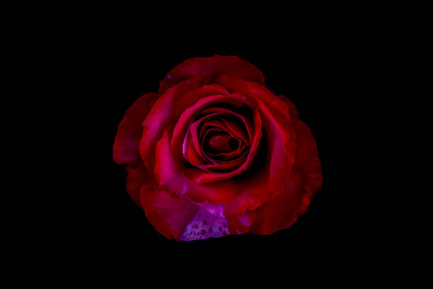 istock rose flowers close up on background. 875326282