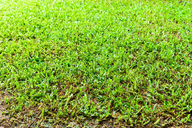 istock playground, Green lawn pattern, Green grass natural background. 875326342