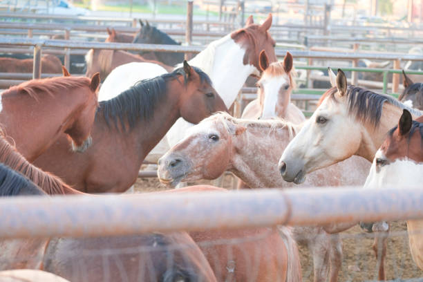 istock Horses Waiting In Pens For The Rodeo To Begin 875326728