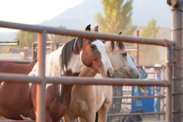 istock Horses Waiting In Pens For The Rodeo To Begin 875326894