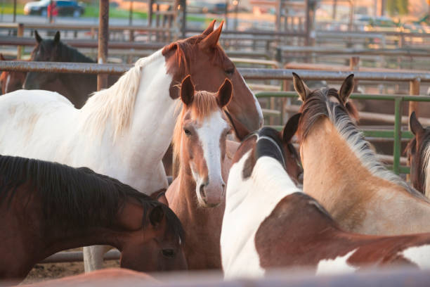 Horses are wearing saddles and halters.