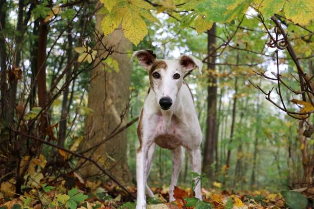istock Greyhound portrait in the forest 875327348