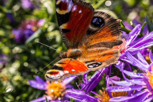 istock Butterfly on violet flowers 875328188