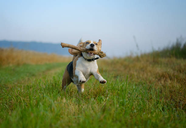 istock Beagle dog running with a stick in his teeth 875331614