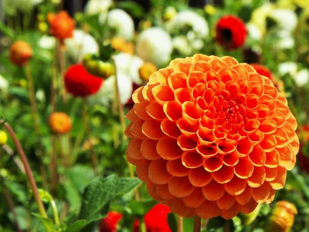 istock Dahlia Flowers Blooming 875331746