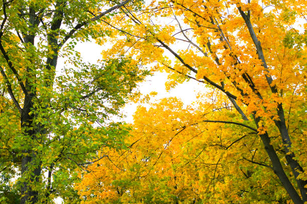 Trees changing color from green to yellow. Tsaritsyno Park, Moscow, Russia
