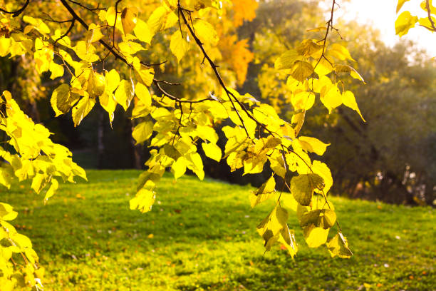 jesienne żółte liście - gold yellow aspen tree autumn zdjęcia i obrazy z banku zdjęć