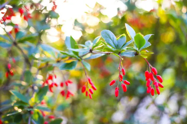 Close-up of a branch of berberis (barberry) with small red berries and blurred background