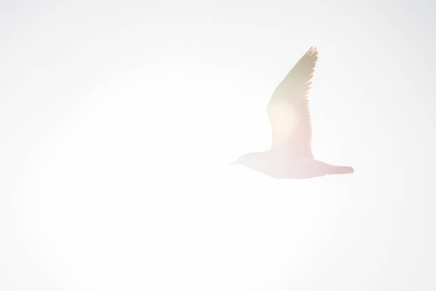 istock Seagull flying over the coast, Tabarca Island 875335902