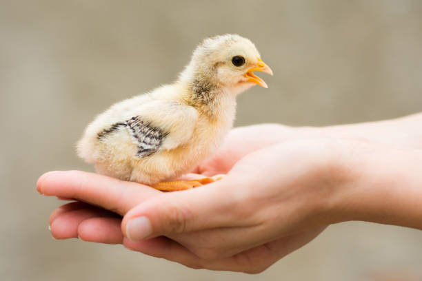 istock little chick in female hands 875336294