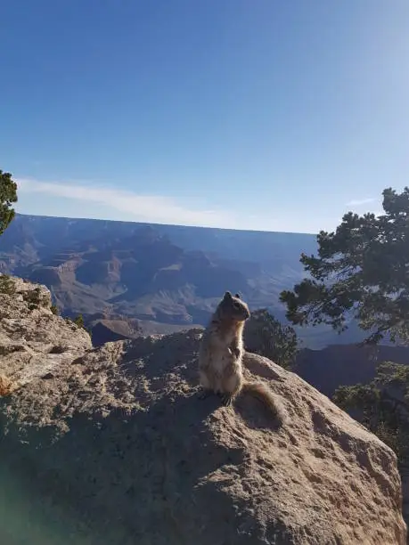 Photo of Squirrel sitting on stone at Grand Canyon, Arizona, USA