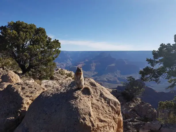 Photo of Squirrel sitting on stone at Grand Canyon, Arizona, USA