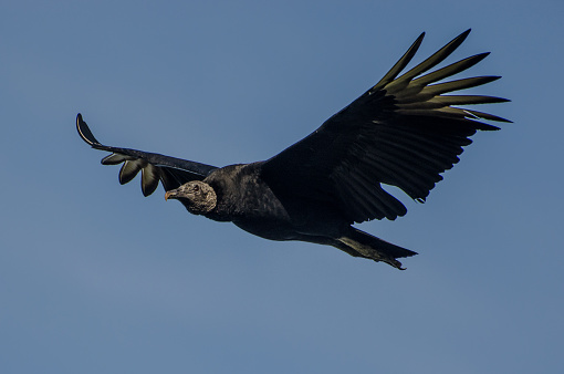 Black vulture flying through blue sky