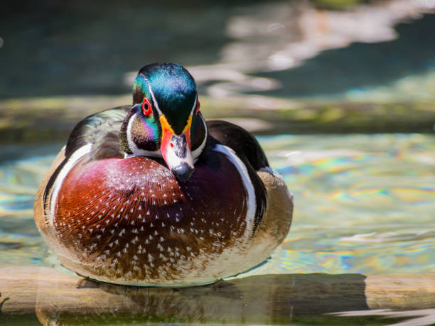 Colorful Duck Perched on Branch in Water