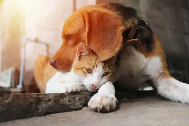 Photo of Beagle dog and brown cat.