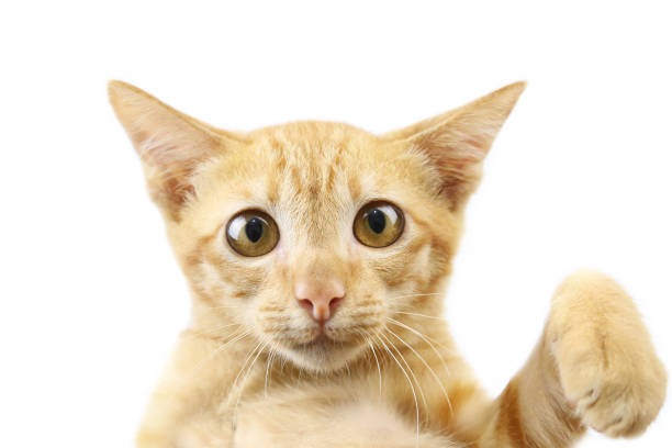 istock A cute brown cat stares at the camera. 875340342
