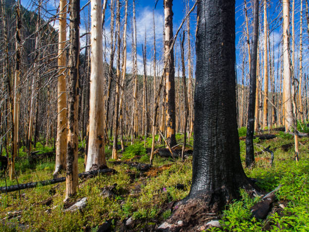 Reforestation, Growth, Charred Tree Trunk, Bare Trees from Forest Fire, Rocky Mountains A section of forest, trees bare from fire, in Rocky Mountain National Park, Colorado. A large charred tree in foreground.  Forest floor is growing, reforestation beginning. mauer park stock pictures, royalty-free photos & images