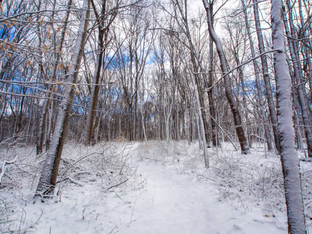 istock Snowy Forest Trail, Fresh Snow, Bare Trees, Blue Sky 875340494