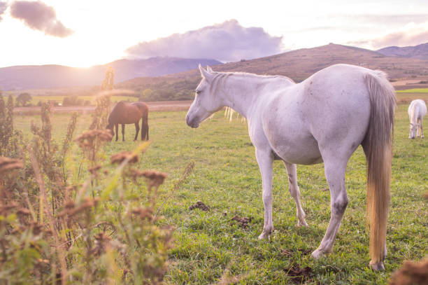 istock Horses playing in the field 875340522