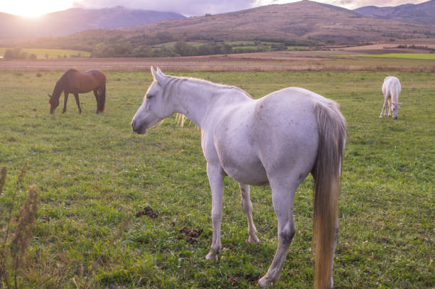 istock Horses playing in the field 875342124