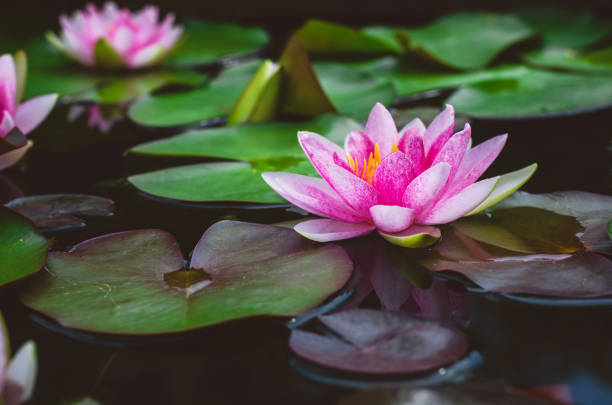 bellissimo fiore di loto rosa. - water lily foto e immagini stock