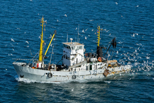 istock Fshing boat surrounded by seagulls, in Russia. 875342970