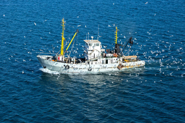 istock Fshing craft surrounded by seagulls, in Russia. 875343140