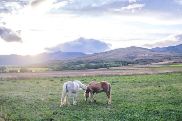 istock Horses playing in the field 875343488