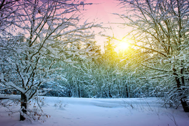 istock Trees with snow in winter .Winter sunset landscape 875346312