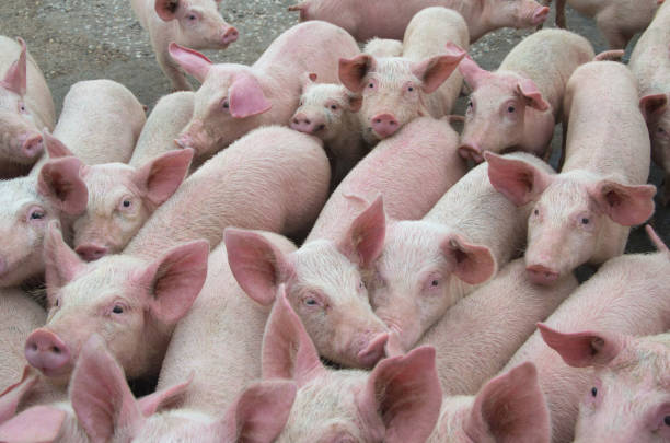 istock Livestock breeding. The farm pigs. 875346830