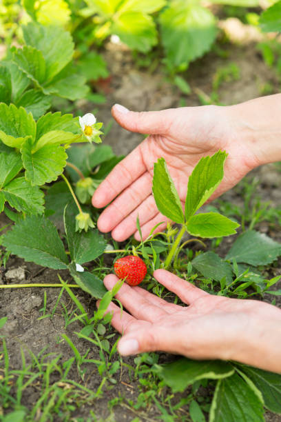 istock woman hands with strawberry in garden 875352454