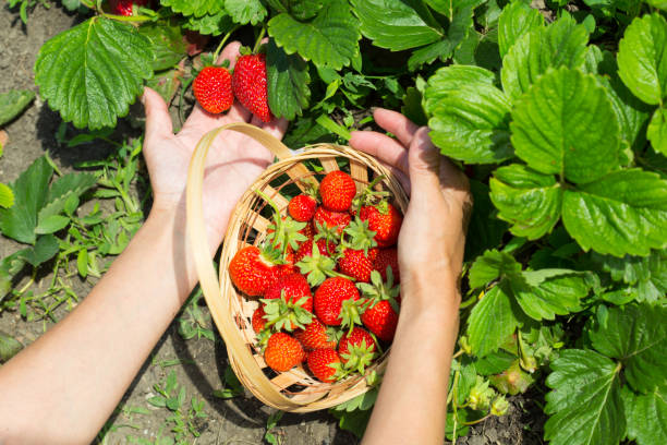 istock woman hands with strawberry in garden 875352610
