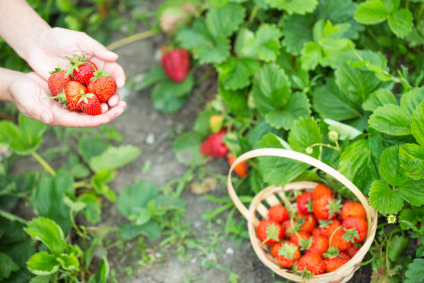 istock woman hands with strawberry in garden 875352712