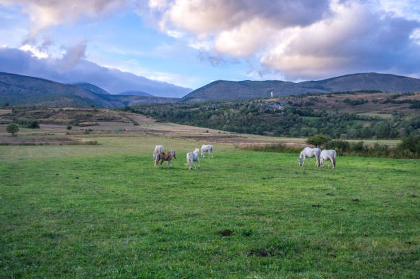 istock Horses playing in the field 875354994
