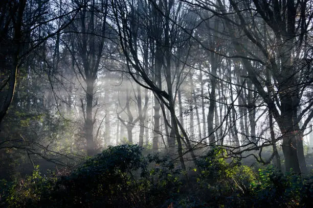Lightrays shine between trees in a hazy woodland in the UK